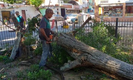 Alcaldía de Girardot realiza tala programada de árboles secos en avenida Las Delicias de Maracay