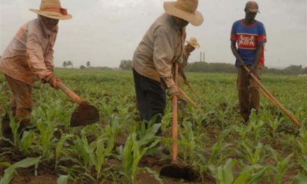 Cuba denunció pérdida de más de $ 19 millones en agricultura en 2020 debido al bloqueo