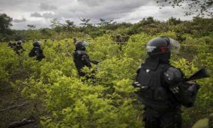 Colombia reportó récord de cultivos ilícitos de coca en 2020
