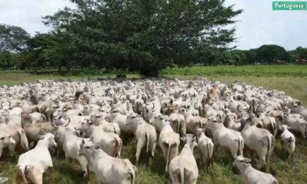 Venezuela cuenta con un rebaño de más de 16 millones de ganados bovino