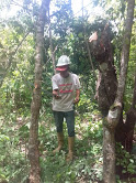 Corpoelec adelanta control de vegetación en corredores de la red eléctrica del sur de Aragua