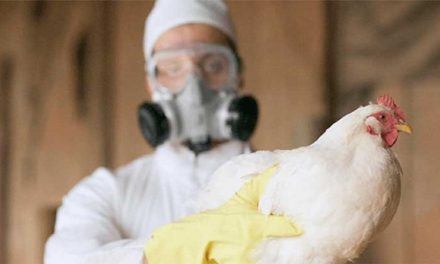 Reportan en Francia brote de gripe aviar