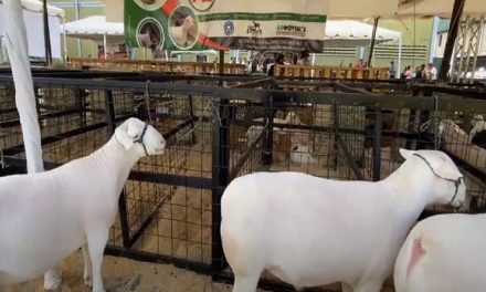 Feria internacional de Ovinos-Caprino muestra potencial genético del país