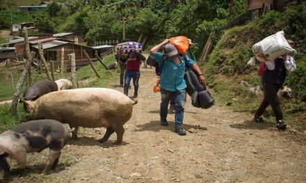 Al menos 350 campesinos desplazados dejan combates en el norte de Colombia