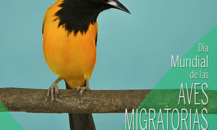 9 de Mayo día Mundial de las Aves Migratorias