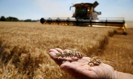Argentina ve necesario tomar medidas ante escalada de precios agrícolas
