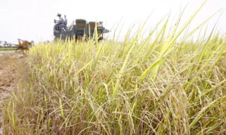 Venezuela se alía con Vietnam para aumentar producción de arroz