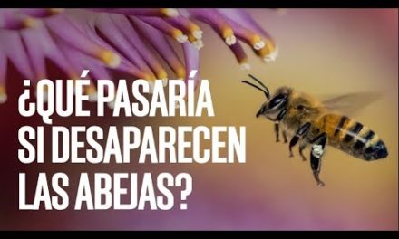 ¿Qué pasaría si desaparecen todas las abejas del mundo?