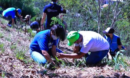 Gobierno asegura que Venezuela logró reforestación del 47% en 20 años