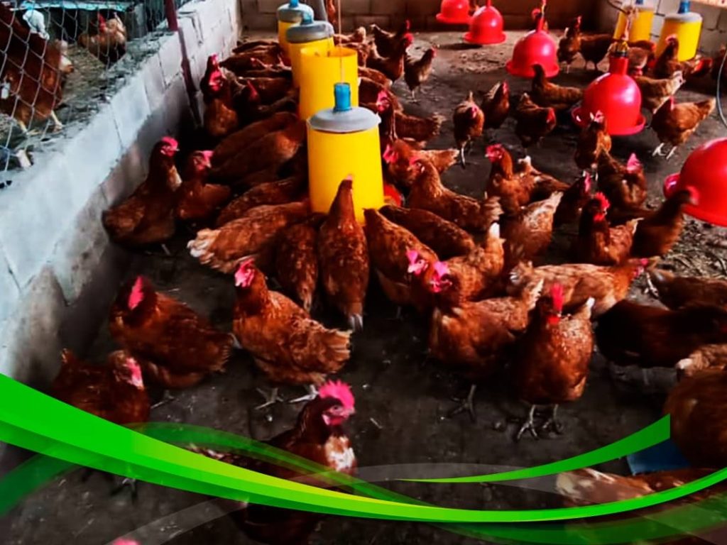 El Ministerio de Agricultura Urbana entregó 580 gallinas ponedoras FOTOS PRENSA MINPPAU