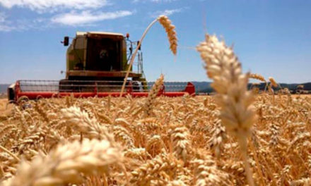 Evalúan estrategias para incluir cereal ucraniano en los mercados globales