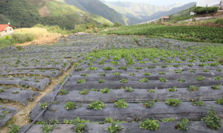 Peñón de Gabante es zona 100% agrícola