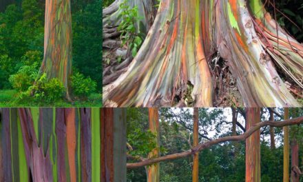 Los increíbles bosques de Eucaliptos arco iris
