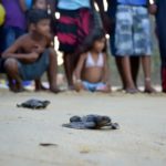 En Fotos | Tortugas marinas en Choroní