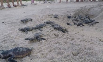 Las tortugas marinas tienen sus defensores en Choroní