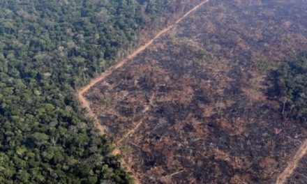 Deforestación en Amazonía brasileña registró nuevo récord en julio