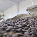 Sencamer crea subcomité para estudiar proceso normativo del cacao