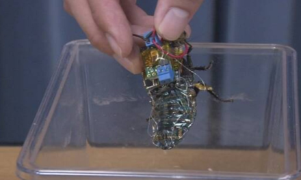En Japón insecto cíborg para misiones de rescate