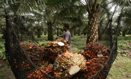 Impulsarán producción nacional de palma aceitera