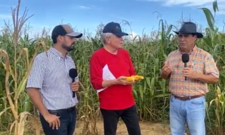 Productores siembran maíz sin agrotóxicos y con semilla 100% nacional