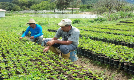 Sur de Aragua avanza en producción de leguminosas