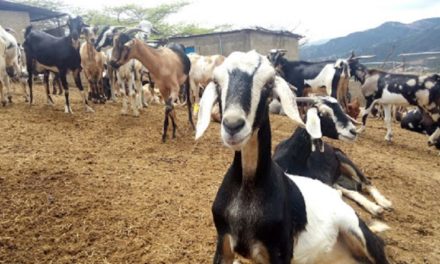 Cavidoc impulsa producción de ganadería ovina y caprina en Venezuela