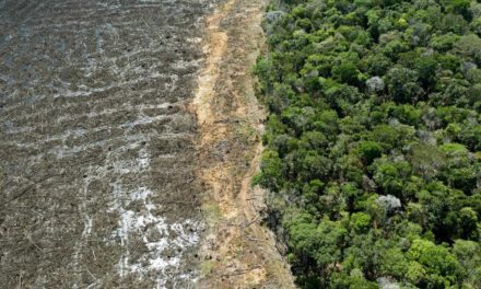 Deforestación en Amazonía Legal brasileña registró marca en febrero