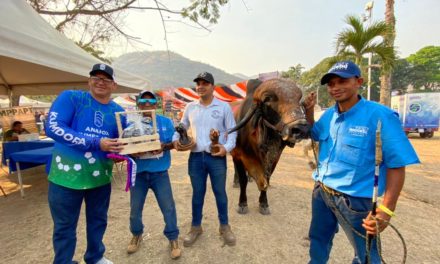 El ganado cebuino en Venezuela evoluciona a pasos agigantados