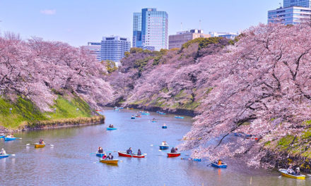 Nuevo récord: Cerezos florecen en Tokio 10 días antes de lo habitual