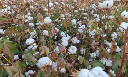 Cosecha de algodón en Guárico fortalecerá ciclos de producción textil del país