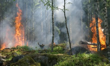 Alertaron en Panamá sobre incremento de incendios de masa vegetal