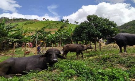 Venezuela produce 3,7 millones de búfalos en todo el país