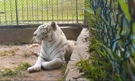Llegaron a Venezuela cuatro tigres blancos para fortalecer el sistema de zoológicos