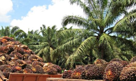 Venezuela incrementa en más de 400% producción de aceíte crudo de palma
