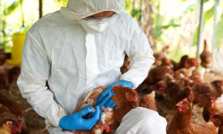 Analizan acción de proyectos biológicos-militares del Pentágono sobre gripe aviar
