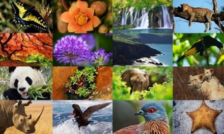 Venezuela llamó a frenar el cambio climático a propósito del Día Internacional de la Biodiversidad