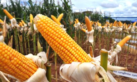 Se ha incrementado la siembra de maíz en el país