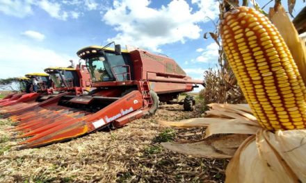 Venezuela cuenta hasta julio con una siembra de 360 mil hectáreas de cereales