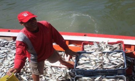 Venezuela ha producido 28.938 toneladas de sardina en este 2023