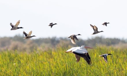 Anillamiento de aves en el estado Aragua: protegiendo y preservando la vida de las aves migratorias