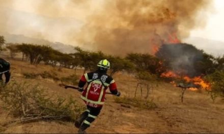 Incendio en Chile dejó 800 hectáreas calcinadas