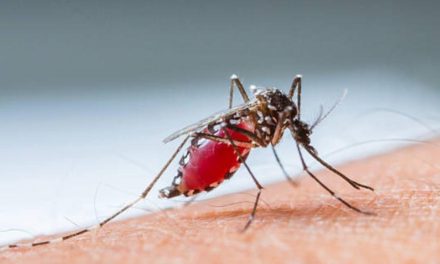OMS reporta aumento mundial del dengue en 2023