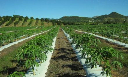 Aprecian acción climática en agricultura latinoamericana y caribeña
