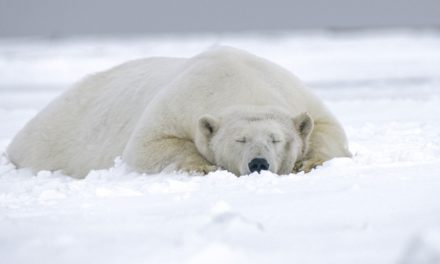 Alaska registró primera muerte de oso polar por gripe aviar