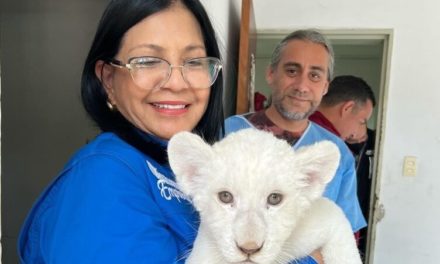Leones blancos del Zoológico Las Delicias están en perfectas condiciones