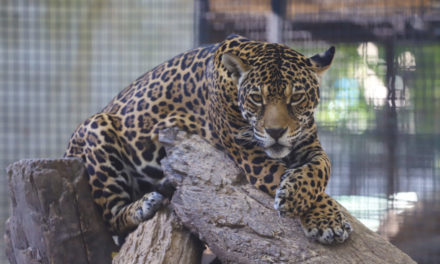 Inició reproducción de jaguares en el Zoológico de Las Delicias