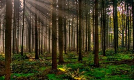 Mundo celebra Día Internacional de los Bosques