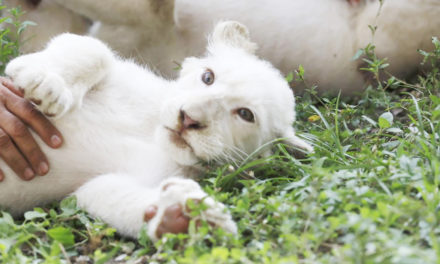Leones blancos: Uno de los atractivos del Zoológico Las Delicias