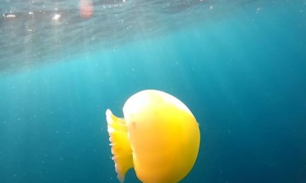 Desmienten efectos negativos de medusas avistadas en Ocumare