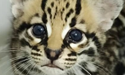 Ejemplar de Tigrillo Leopardus llegó al Zoológico Las Delicias